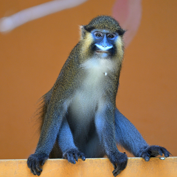 Blaumaul Meerkatze im Tierpark Hellabrunn (©Foto: Tierpark Hellabrunn / Birgit Mohr