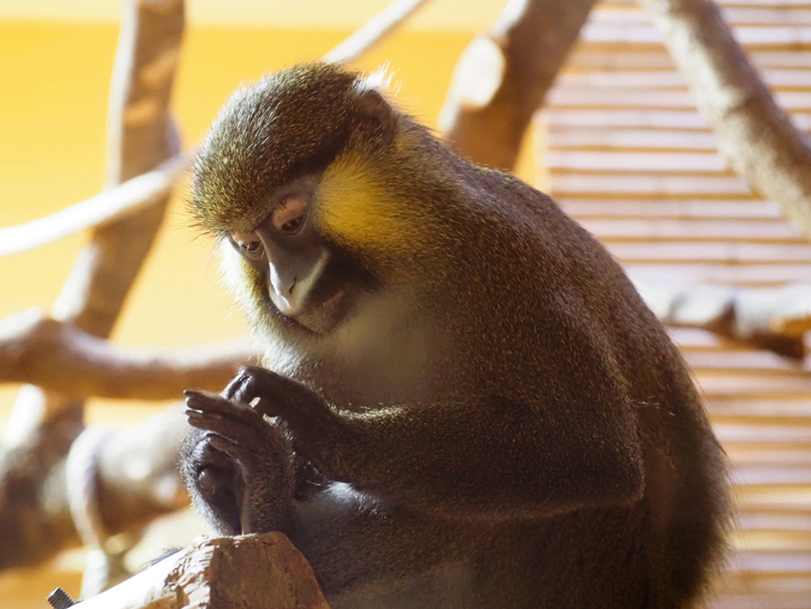 Blaumaul Meerkatze im Tierpark Hellabrunn (©Foto: Tierpark Hellabrunn / Birgit Mohr