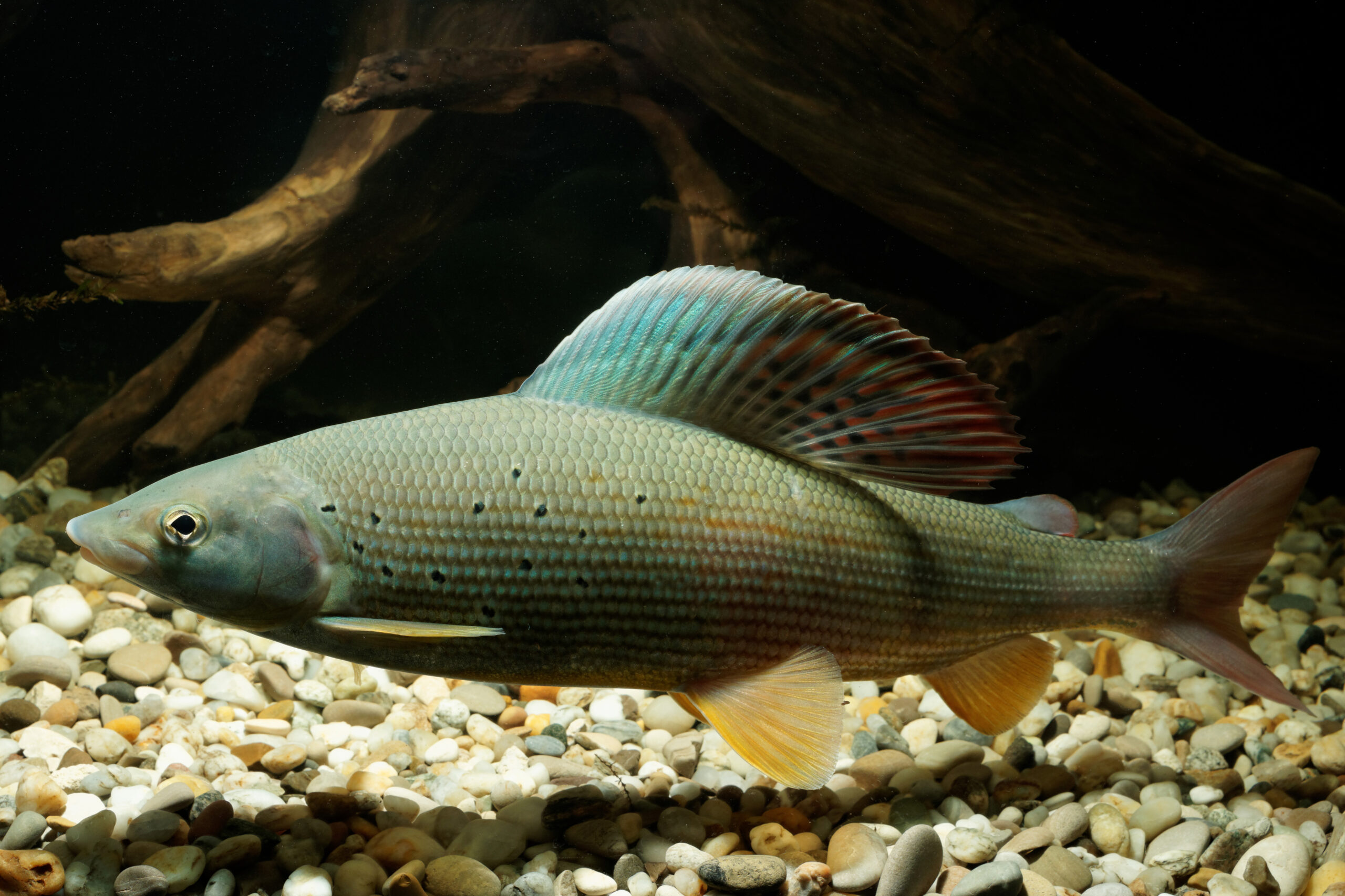 Die Äsche ist der Fisch des Jahres 2026 ©Foto: Clemens Ratschan