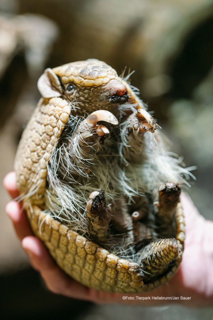 Südliches Kugelgürteltier im Tierpark Hellabrunn (©Foto: Tierpark Hellabrunn/Jan Sauer)