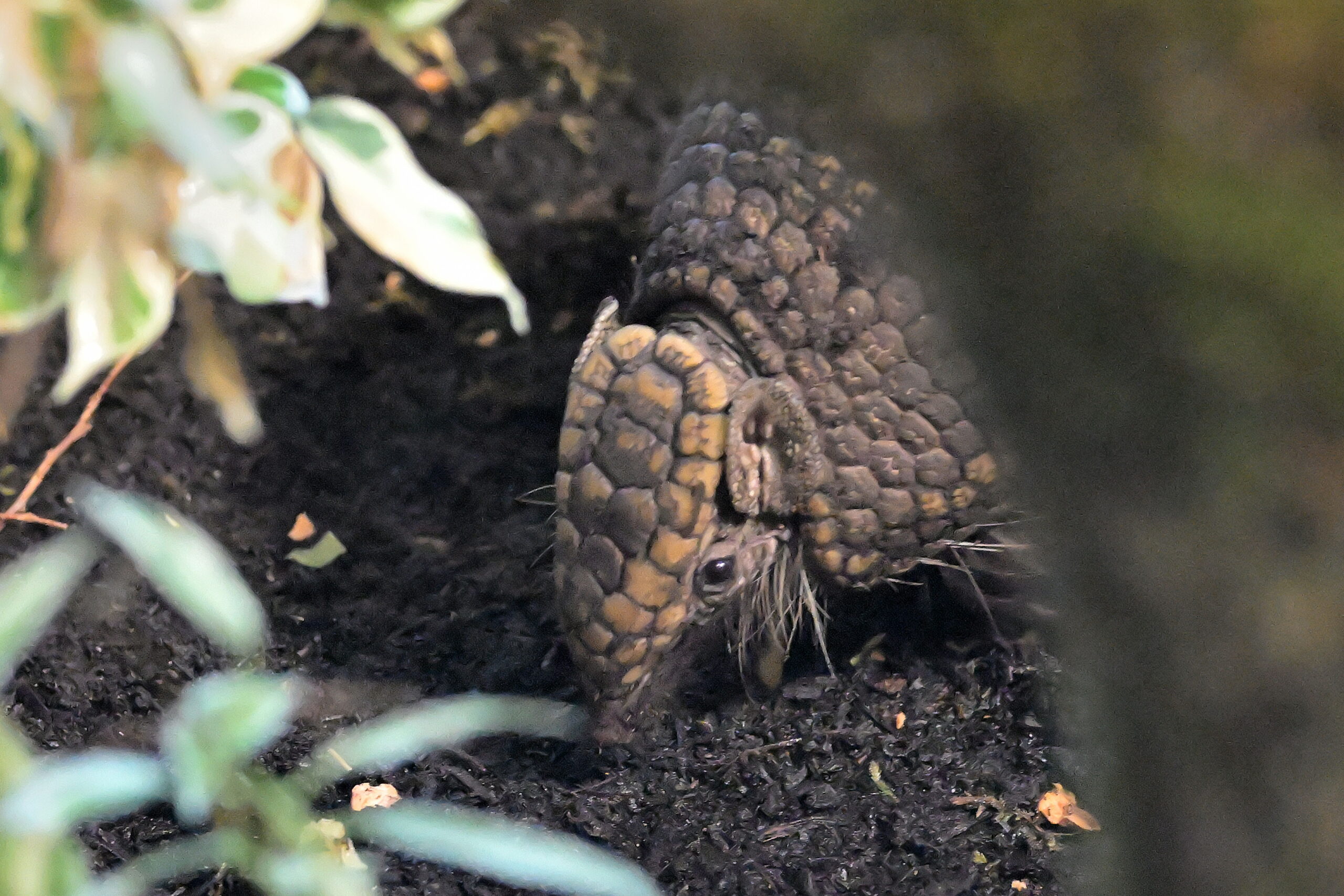 Südliches Kugelgürteltier im Tierpark Hellabrunn (©Foto: Tierpark Hellabrunn/Birgit Mohr)