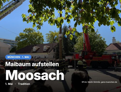 Maibaum aufstellen in Moosach am 01. Mai 2026