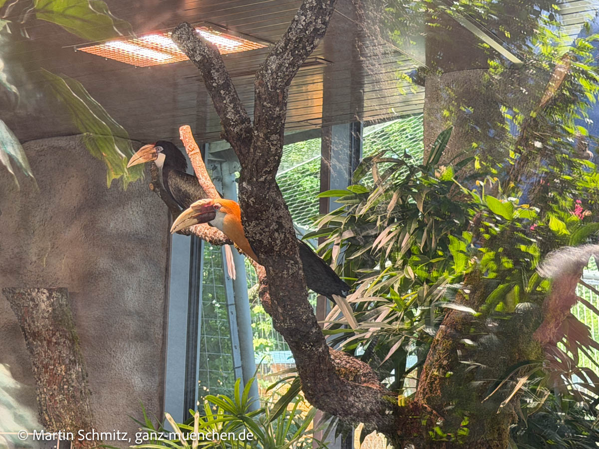 Papua Hornvogel - Münchens neuer Großstadt-Dschungel: Hellabrunn eröffnet die modernisierte Dschungelwelt (©Foto: Martin Schmitz)