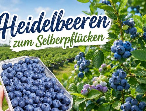 Heidelbeeren zum Selberpflücken – die Heidelbeerfelder von Hofreiter