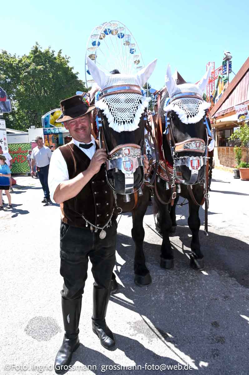 Brauereigespanne zum Auftakt auf dem Dachauer Volksfest 2026  (©Foto: Ingrid Grossmann)