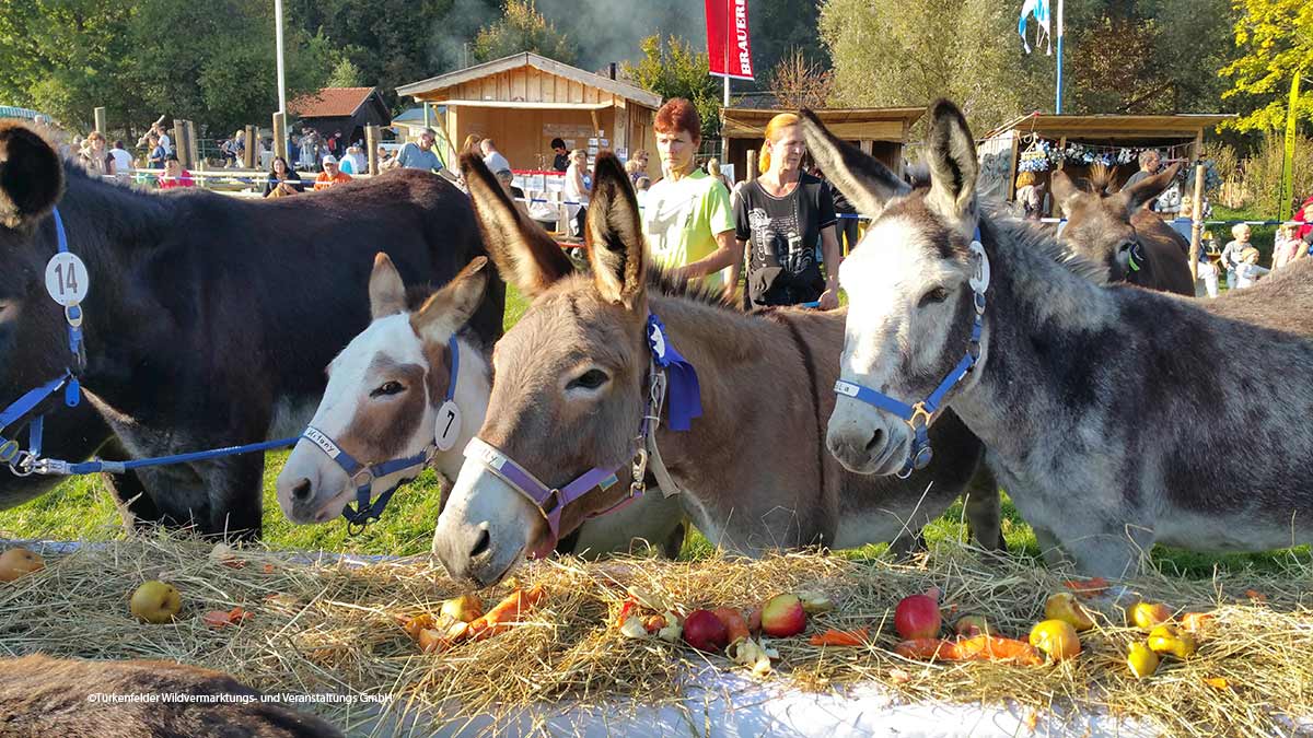 Eselbuffet beim Türkenfelder Bauern- und Handwerkermarkt 2026 ©Türkenfelder Wildvermarktungs- und Veranstaltungs GmbH