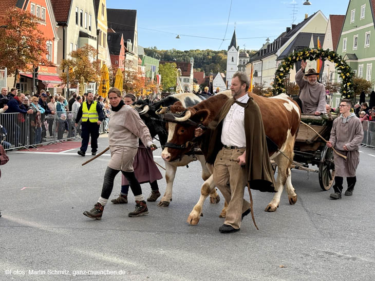 traditionelle Leonhardifahrt in Fürstenfeldbruck auch mit Ochsengespann (©Foto: Martin Schmitz)