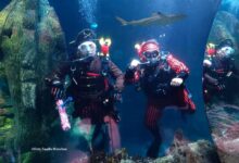 Zum Gruseln gut! Bis zum 15.11. tauchen jedes Wochenende Piraten auf Schatzsuche im SEA LIFE München ab (©Foto:Sea Life München)
