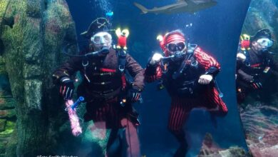 Zum Gruseln gut! Bis zum 15.11. tauchen jedes Wochenende Piraten auf Schatzsuche im SEA LIFE München ab (©Foto:Sea Life München)